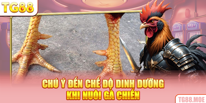 Chú ý đến chế độ dinh dưỡng khi nuôi gà chiến