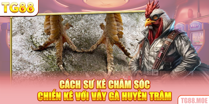 Cách sư kê chăm sóc chiến kê với vảy gà huyền trâm