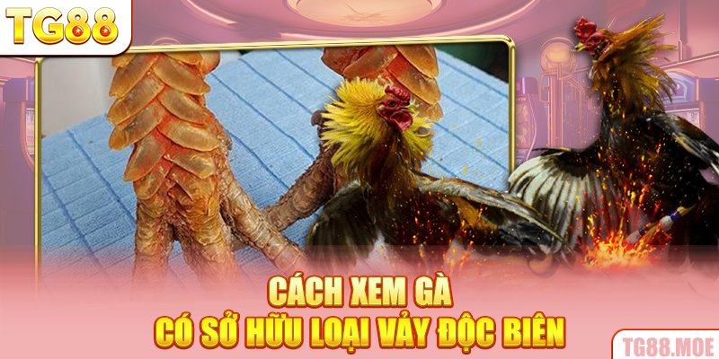 Cách xem gà có sở hữu loại vảy độc biên