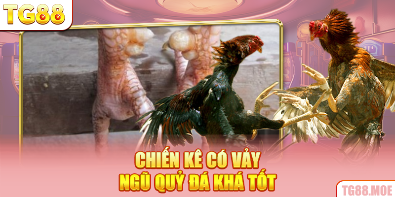 Chiến kê có vảy ngũ quỷ đá khá tốt