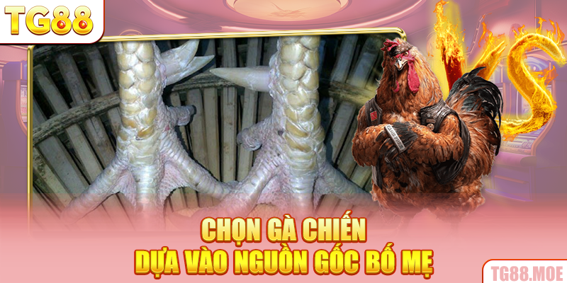 Chọn gà chiến dựa vào nguồn gốc bố mẹ