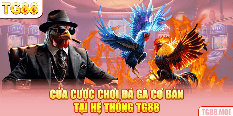 Cửa cược chơi đá gà cơ bản tại hệ thống TG88