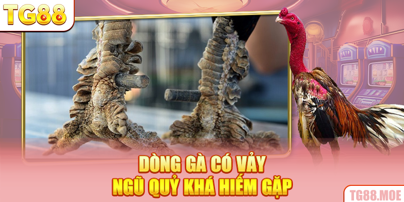 Dòng gà có vảy ngũ quỷ khá hiếm gặp