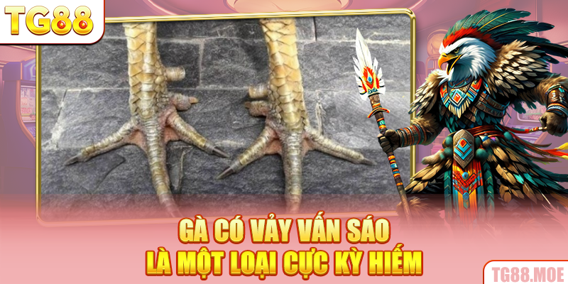 Gà có vảy vấn sáo là một loại cực kỳ hiếm
