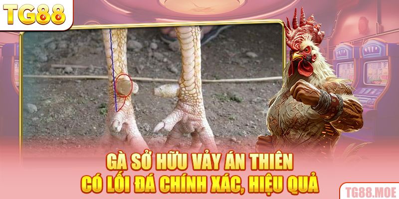 Gà sở hữu vảy Án Thiên có lối đá chính xác, hiệu quả