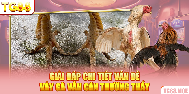 Giải đáp chi tiết vấn đề vảy gà vấn cán thường thấy
