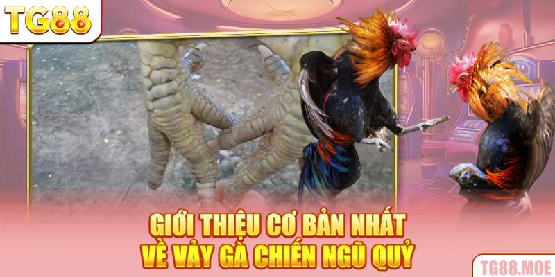 Giới thiệu cơ bản nhất về vảy gà chiến ngũ quỷ