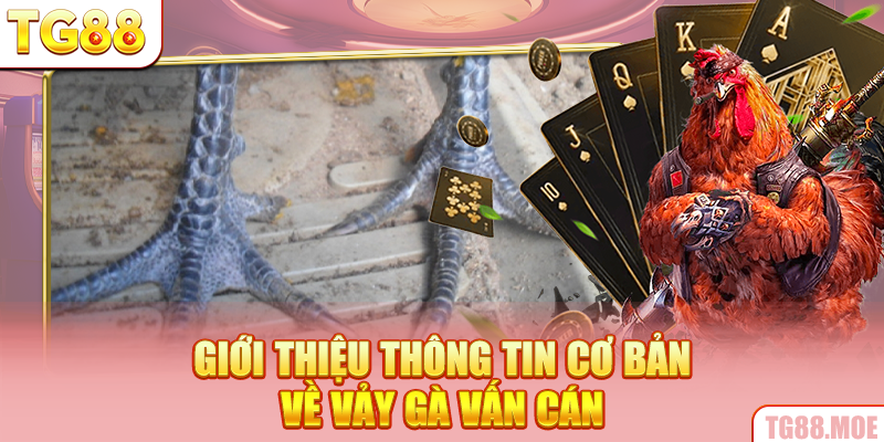 Giới thiệu thông tin cơ bản về vảy gà vấn cán