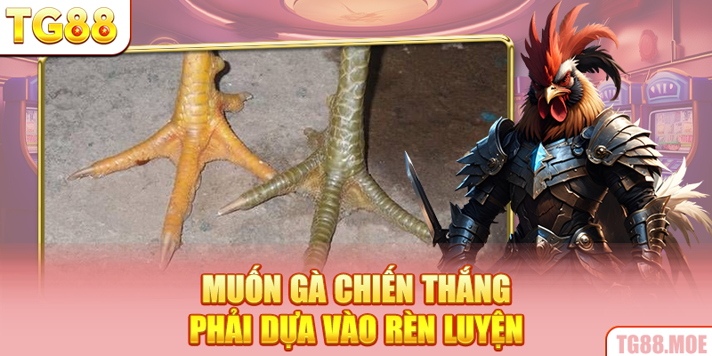 Muốn gà chiến thắng phải dựa vào rèn luyện