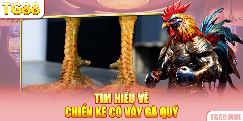 Tìm hiểu về chiến kê có vảy gà quý