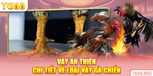 Vảy Án Thiên - Chi Tiết Về Loại Vảy Gà Chiến