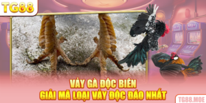 Vảy Gà Độc Biên - Giải Mã Loại Vảy Độc Đáo Nhất