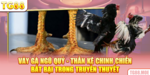 Vảy Gà Ngũ Quỷ - Thần Kê Chinh Chiến Bất Bại Trong Truyền Thuyết